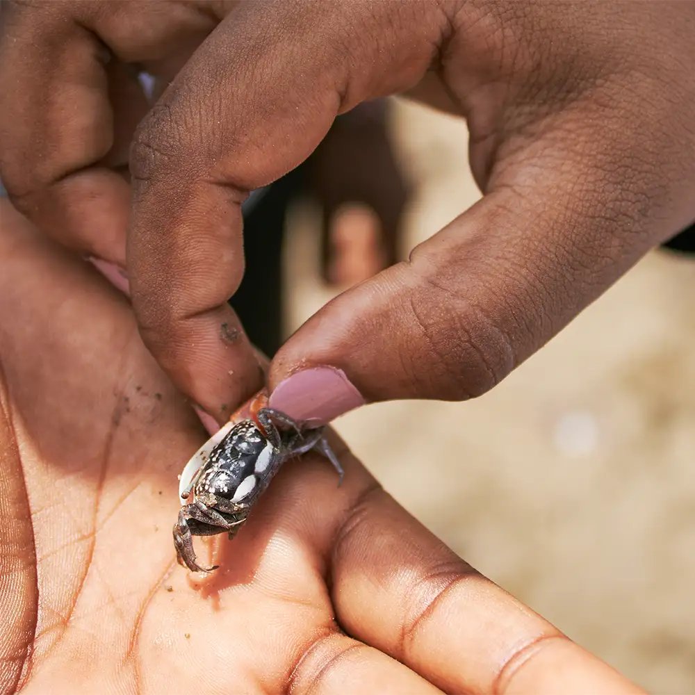 Close-up of a small black and white crab held gently between two fingers