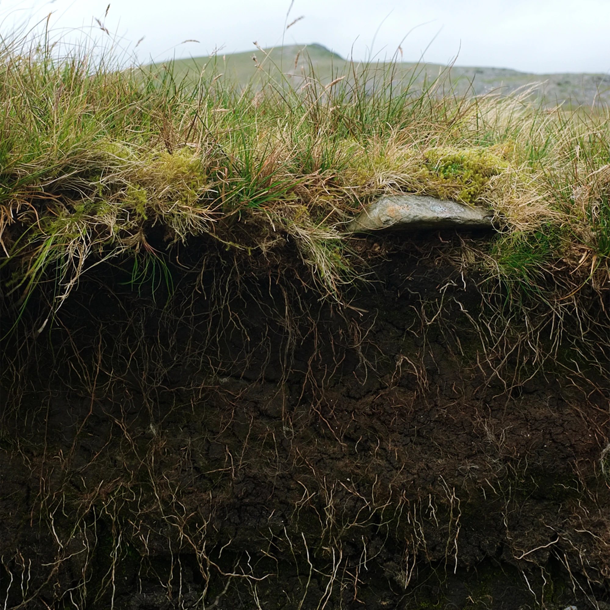 A closeup of peatland and grass growing at the top