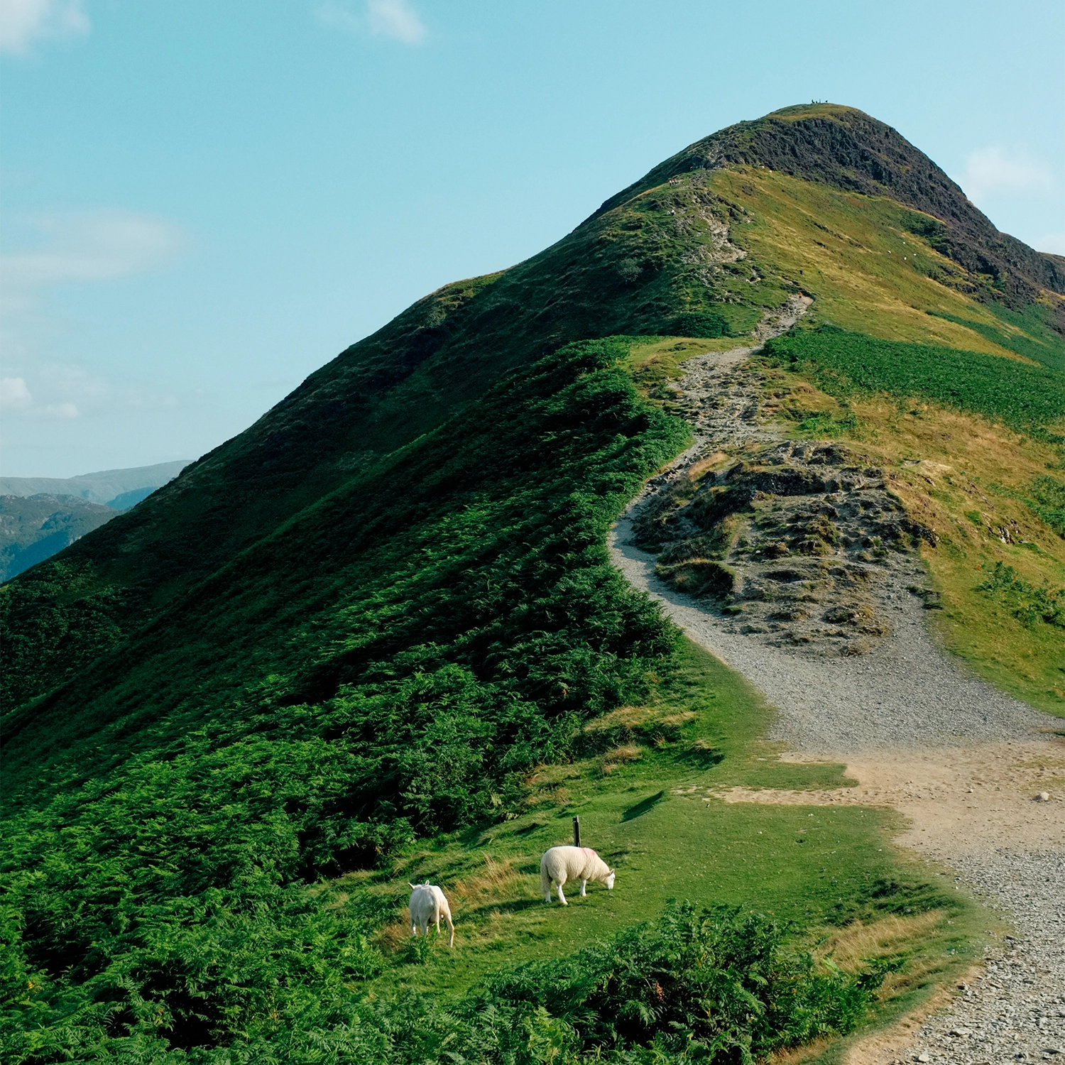 Path leading up a green hillside with two grazing sheep in foreground under a clear blue sky.