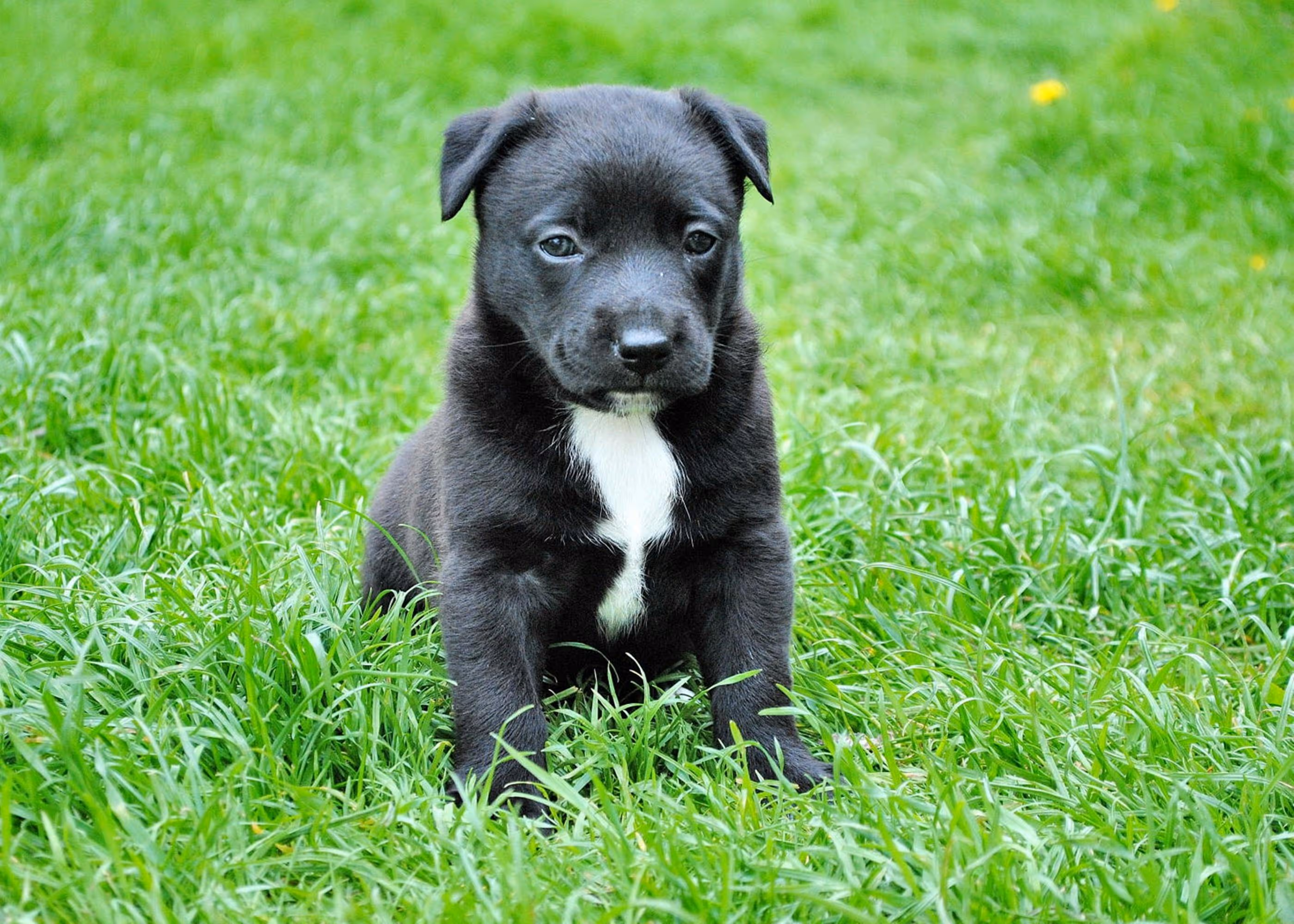 Puppy Stock Photo