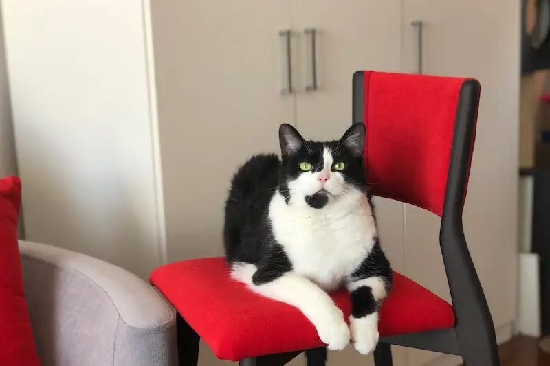 Animal de compagnie participant à une activité de médiation animale favorisant le bien-être