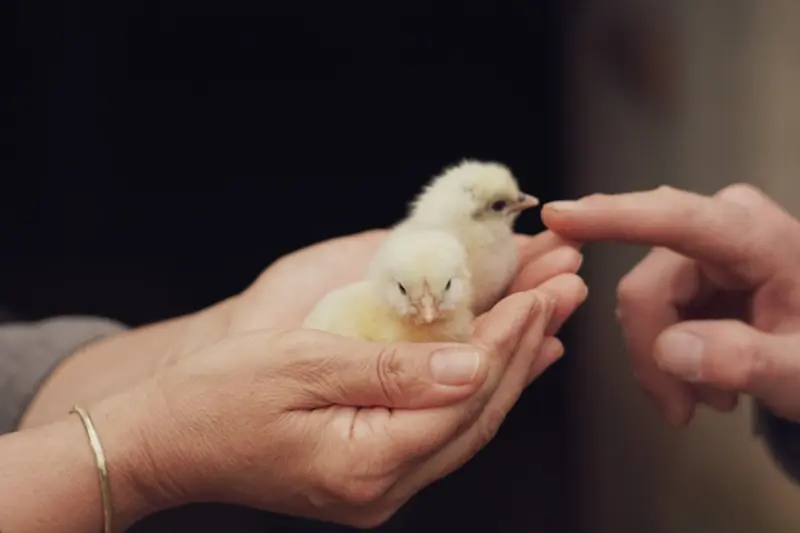 Interaction avec un oiseau dans un cadre de médiation animale thérapeutique