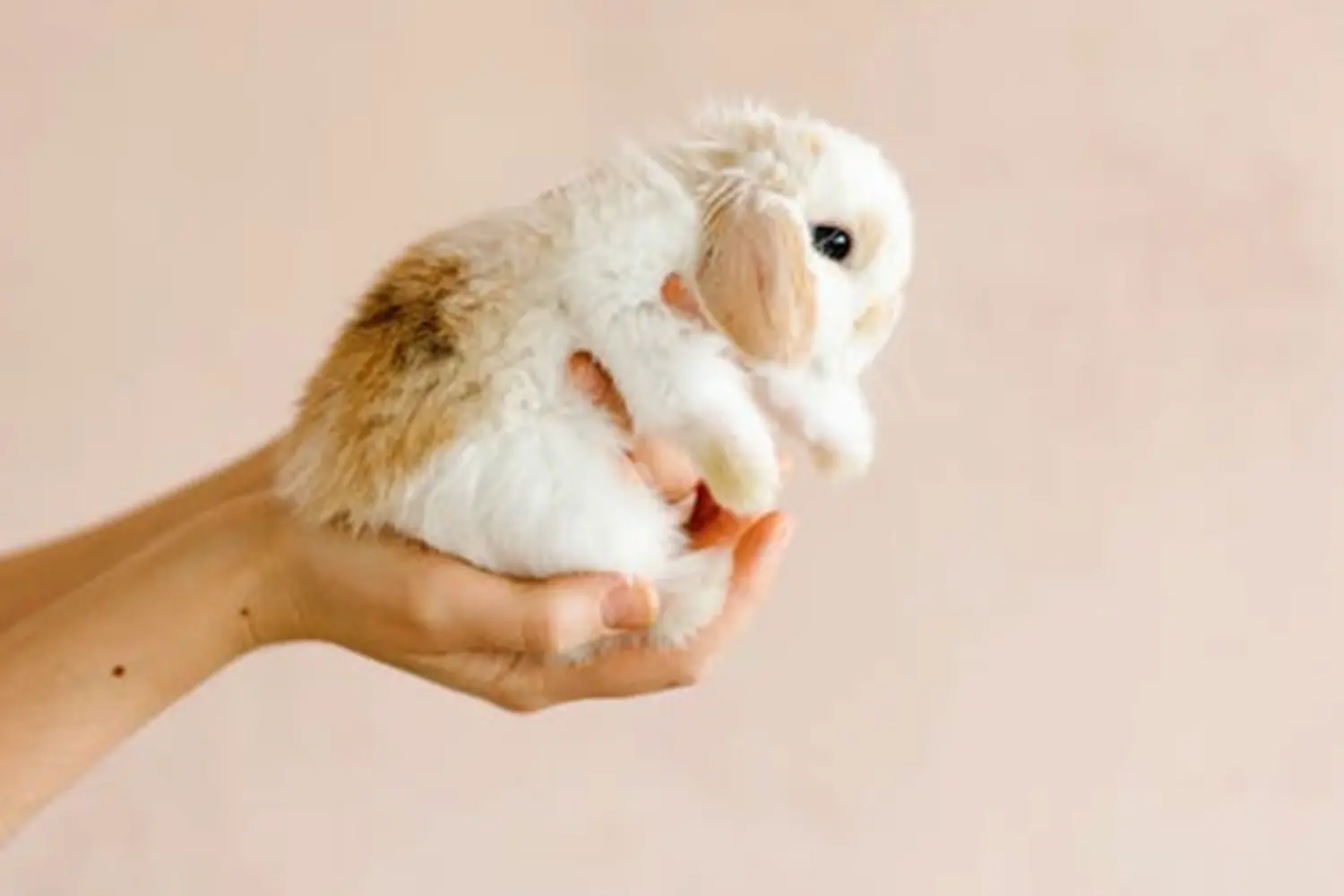 Lapin utilisé en médiation animale pour stimuler le lien et la confiance