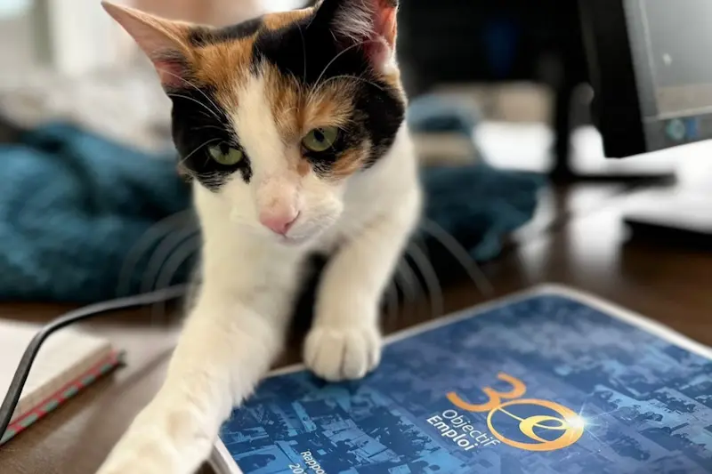 Médiation animale : comprendre cette approche d’intervention avec les animaux