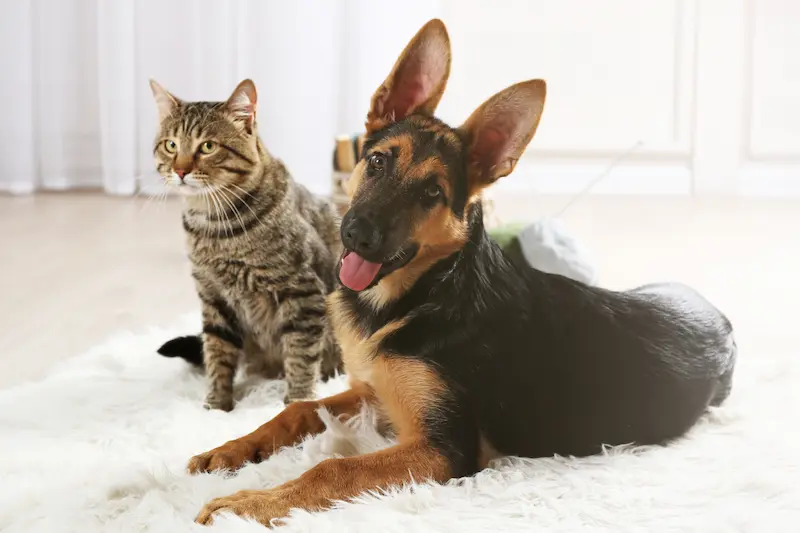 Chien et chat illustrant la médiation animale utilisée en intervention au Québec