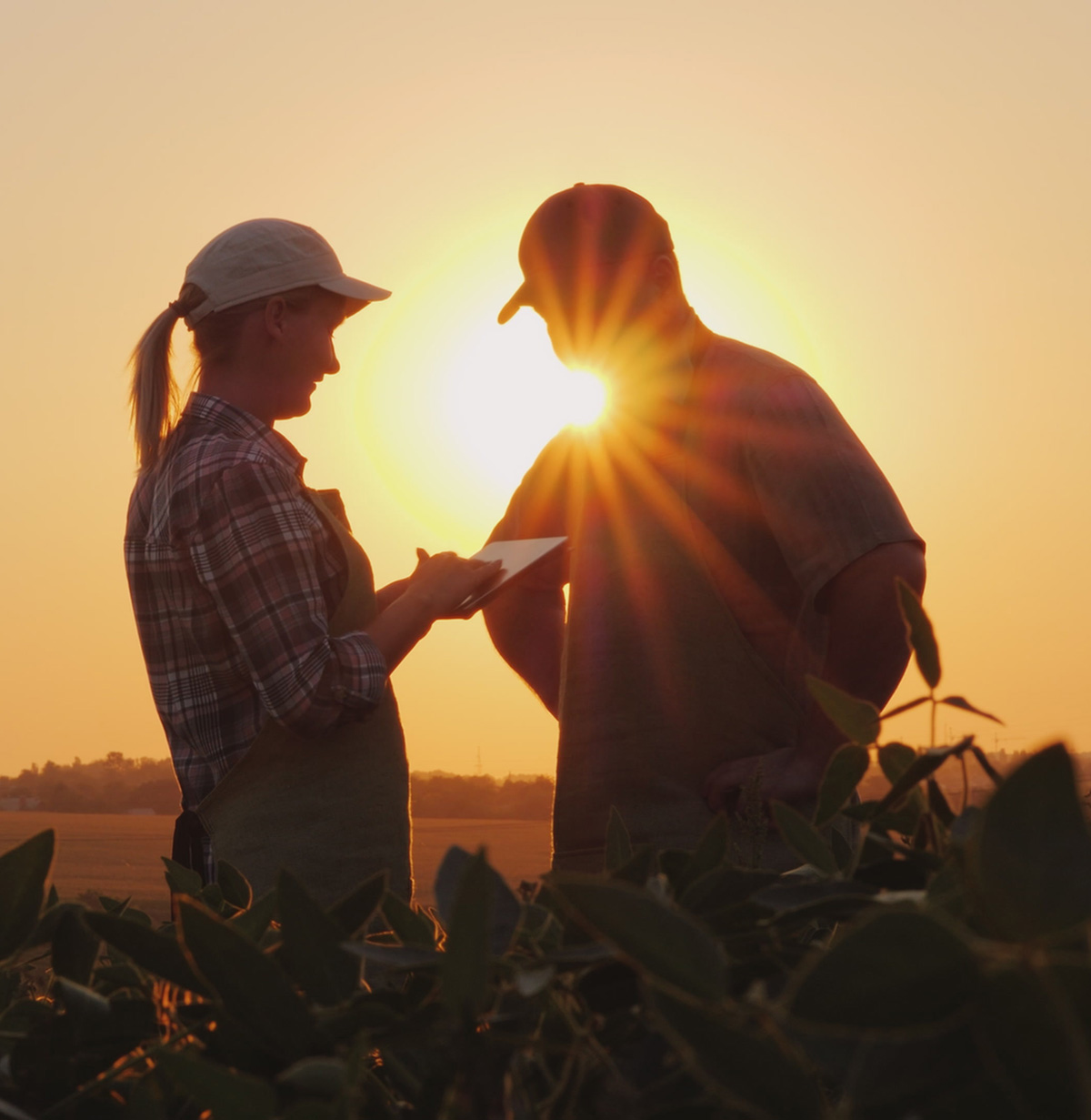 Minnesota farmers in the field.