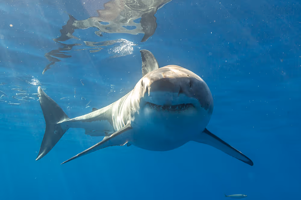 Great white shark swimming directly toward the camera underwater.