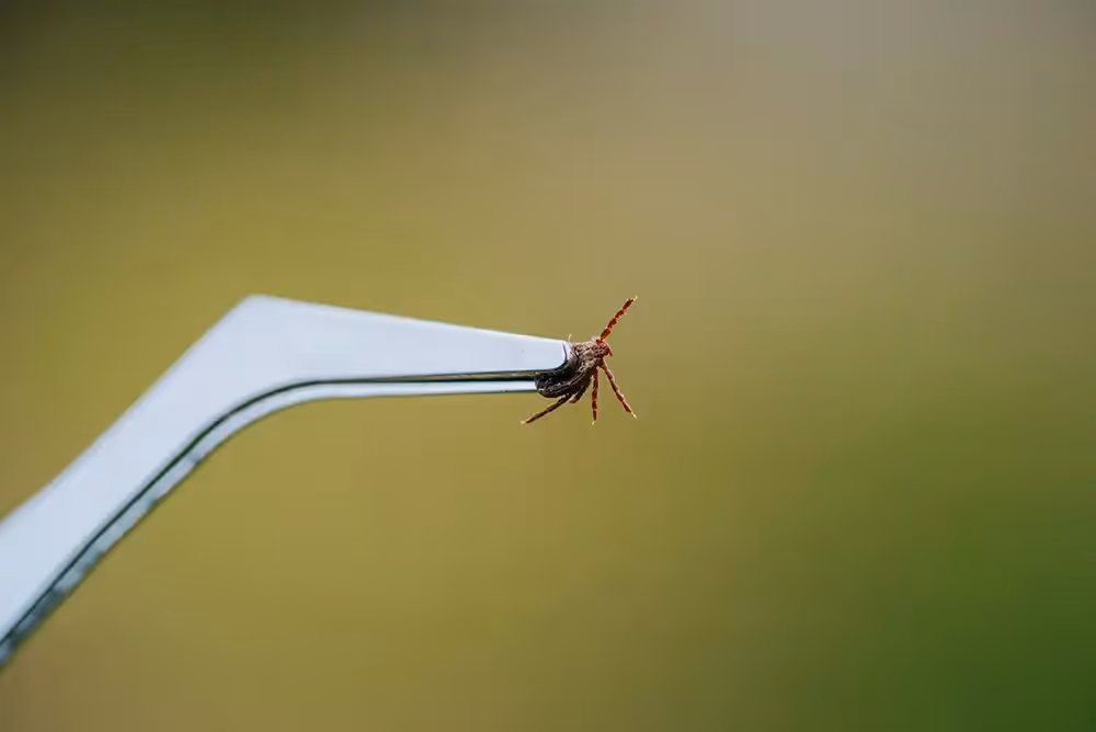 A tiny tick held in the tip of metal tweezers against a soft green blurred background.