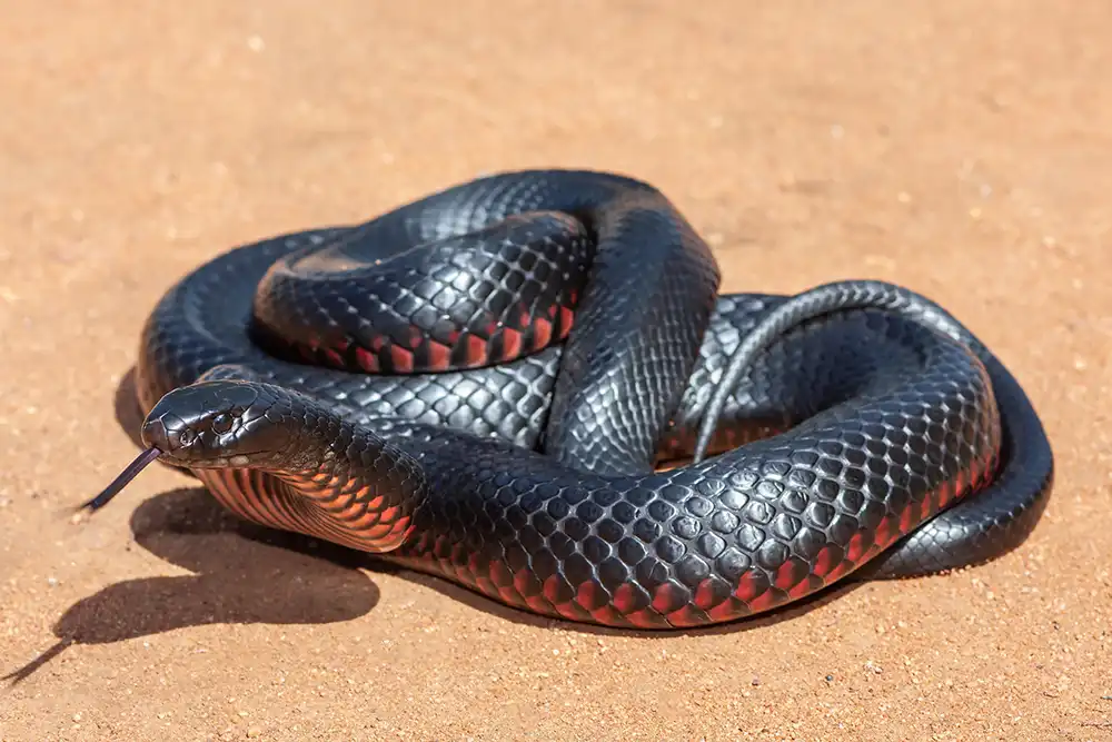 Black snake coiled on sandy ground with red markings visible along its underside and tongue flicking out.