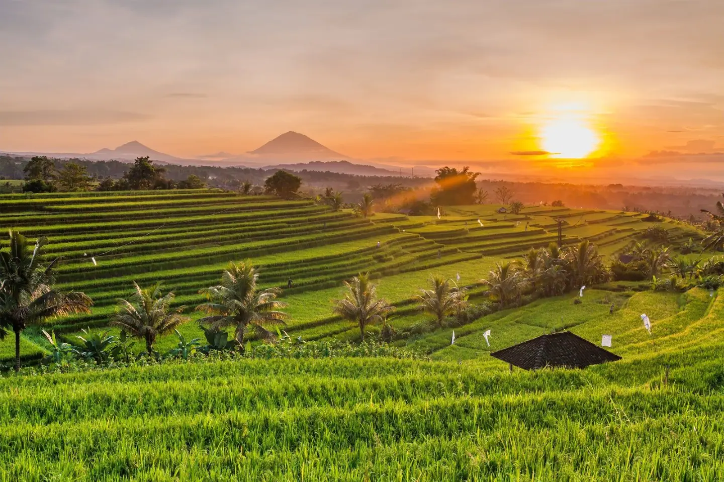 Rice paddies behind Pererenan, a few minutes back from the Canggu coast