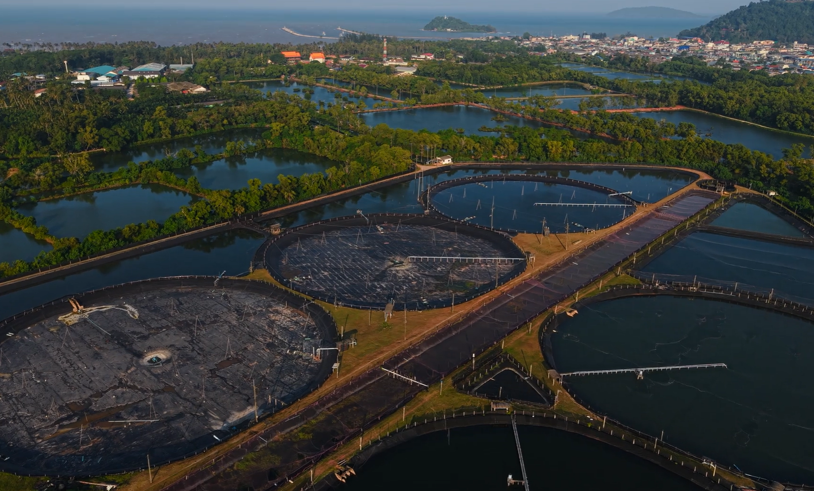 Aerial view of large fish or shrimp farming ponds with surrounding vegetation and distant buildings near a coastline.