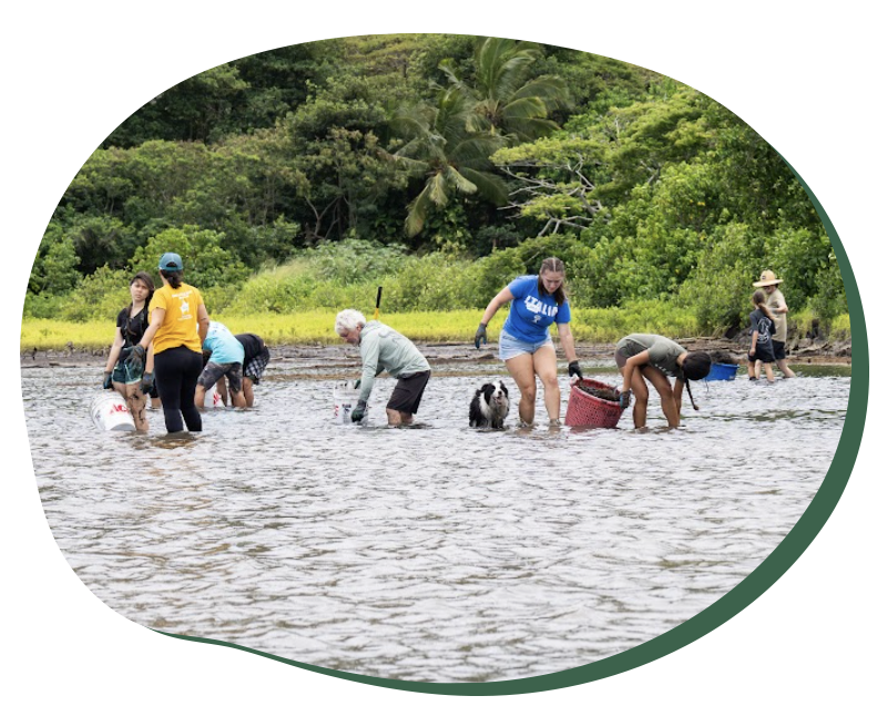 People wading in shallow water harvesting or cleaning with buckets amid green foliage background.