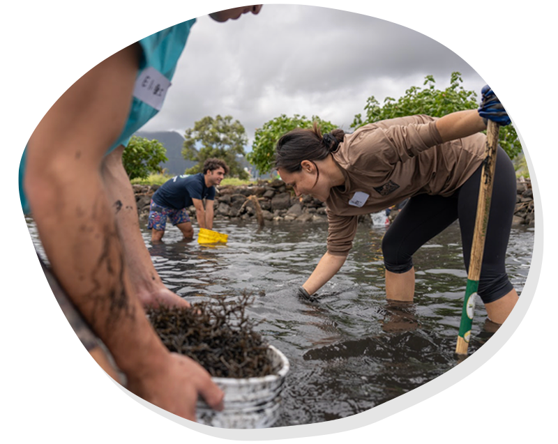 Three people harvesting seaweed in shallow water on a cloudy day with greenery and rocks around.