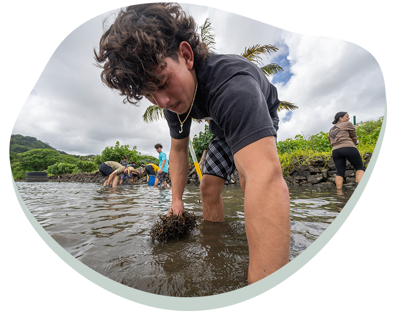 Young man gathering seaweed in shallow water with others working nearby under cloudy sky.
