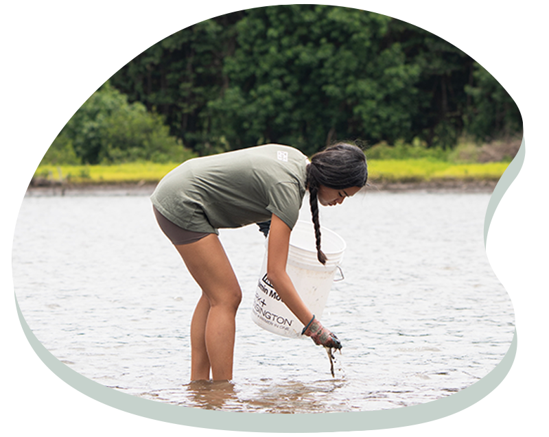Woman with braided hair standing in shallow water gathering seaweed with a white bucket.