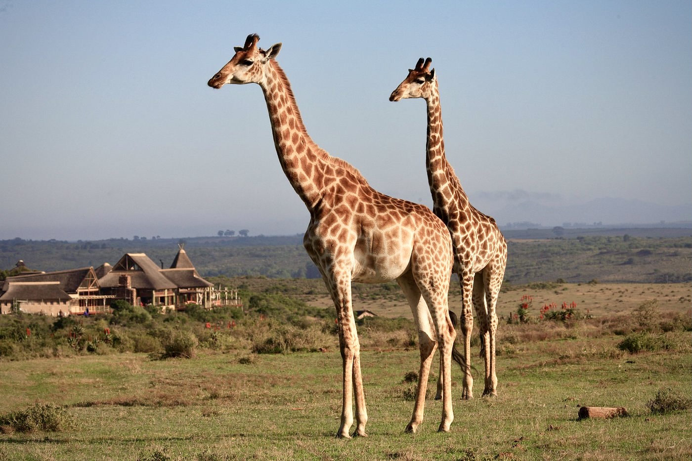 International golf tour - Australia - South Africa - Safari