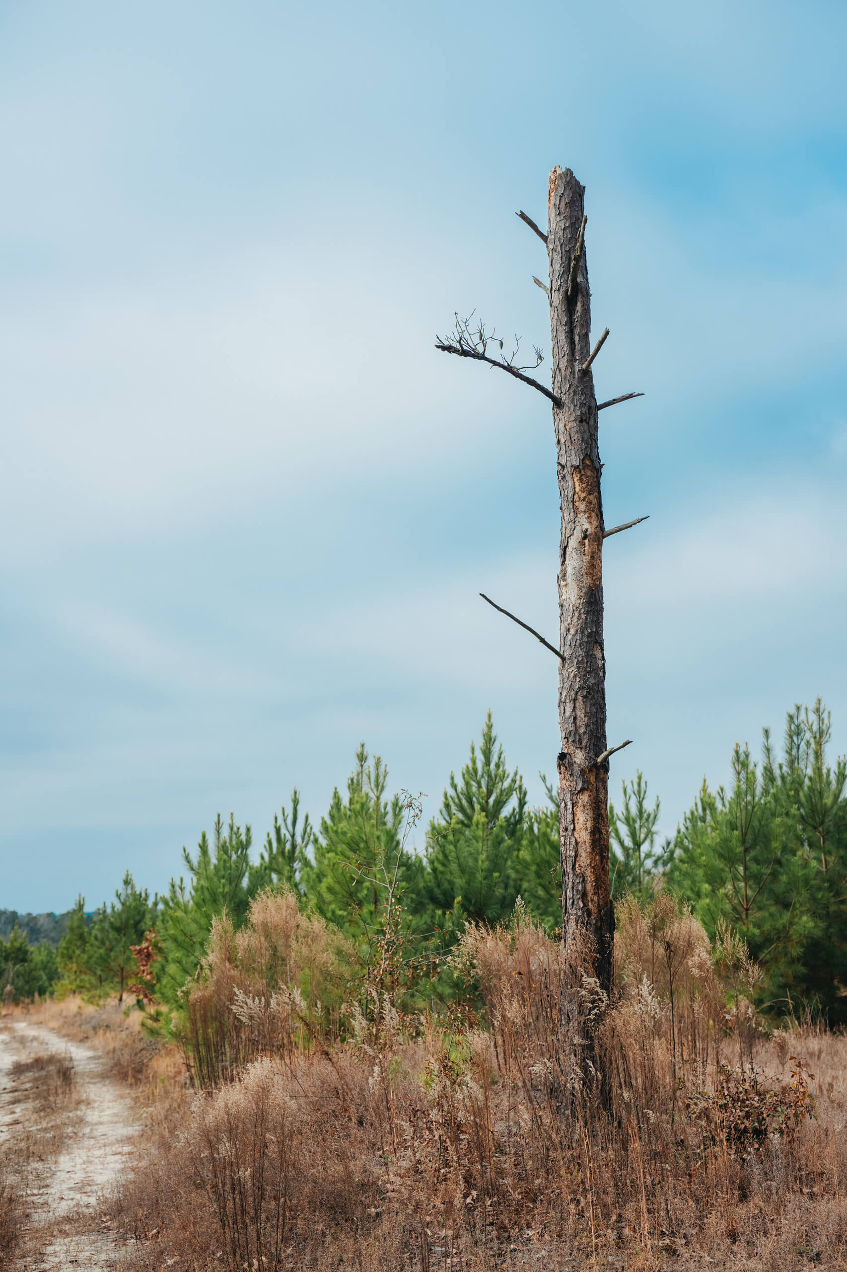 Tall dead tree trunk with a few bare branches stands in dry grassland with green pine trees and a dirt path on the left under a cloudy blue sky.