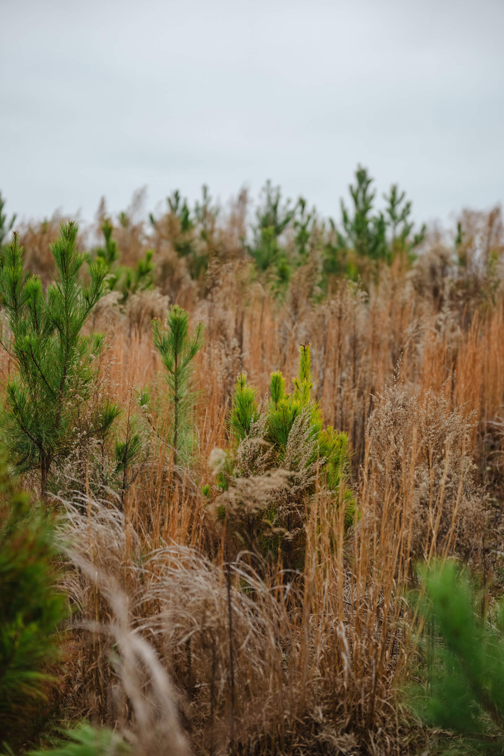 Field of dry brown grass interspersed with small green pine trees under a cloudy sky.