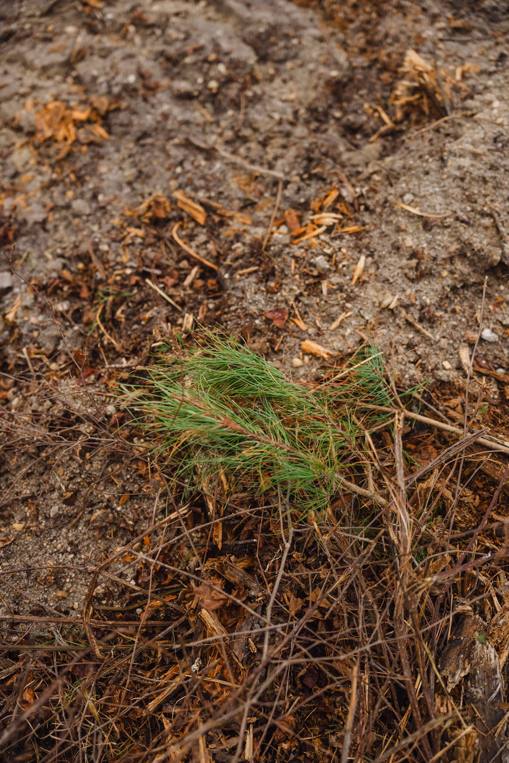 Small green pine branch lying on dry soil and scattered twigs.