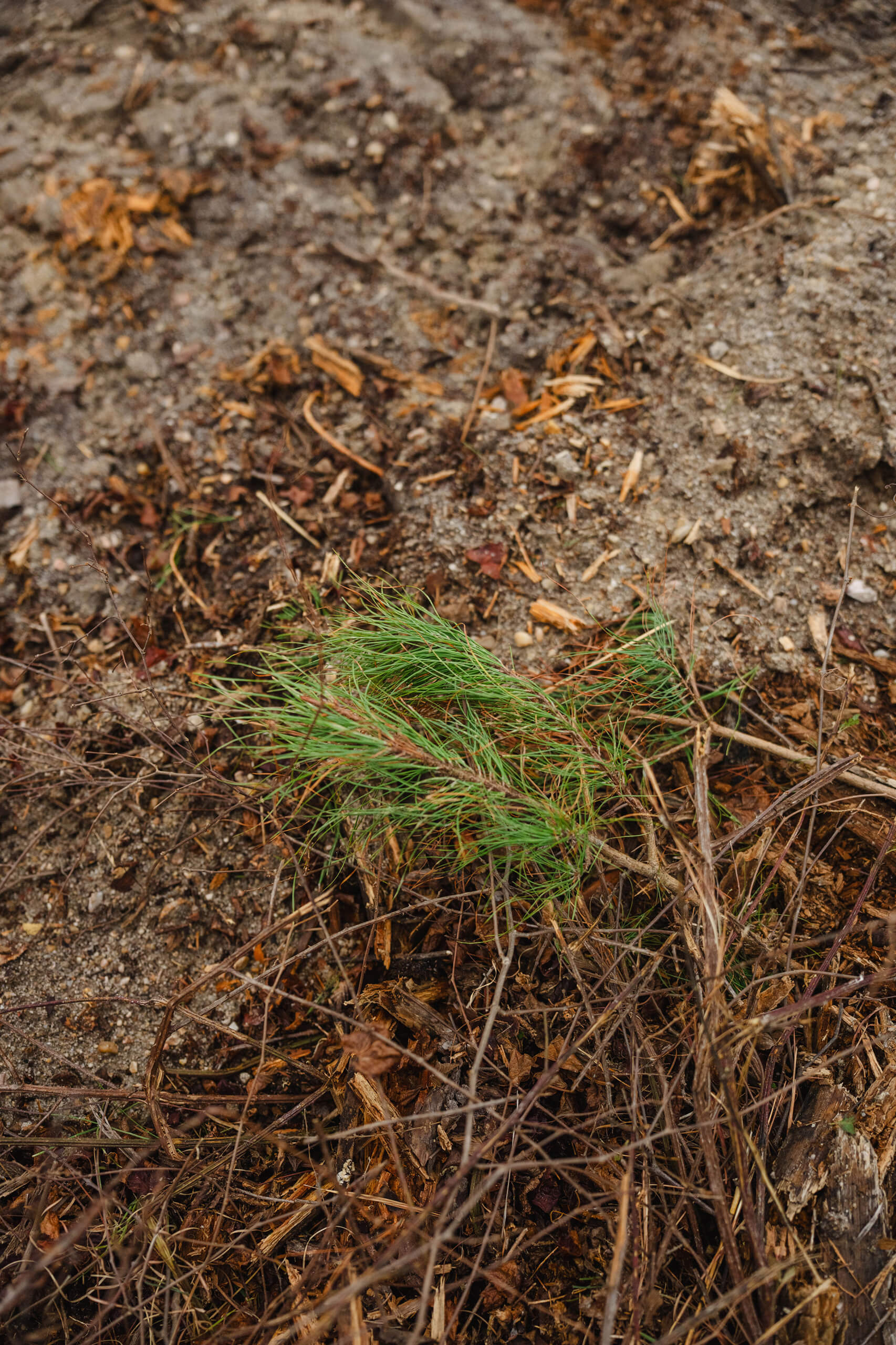 Small green pine branch lying on dry soil and scattered twigs.