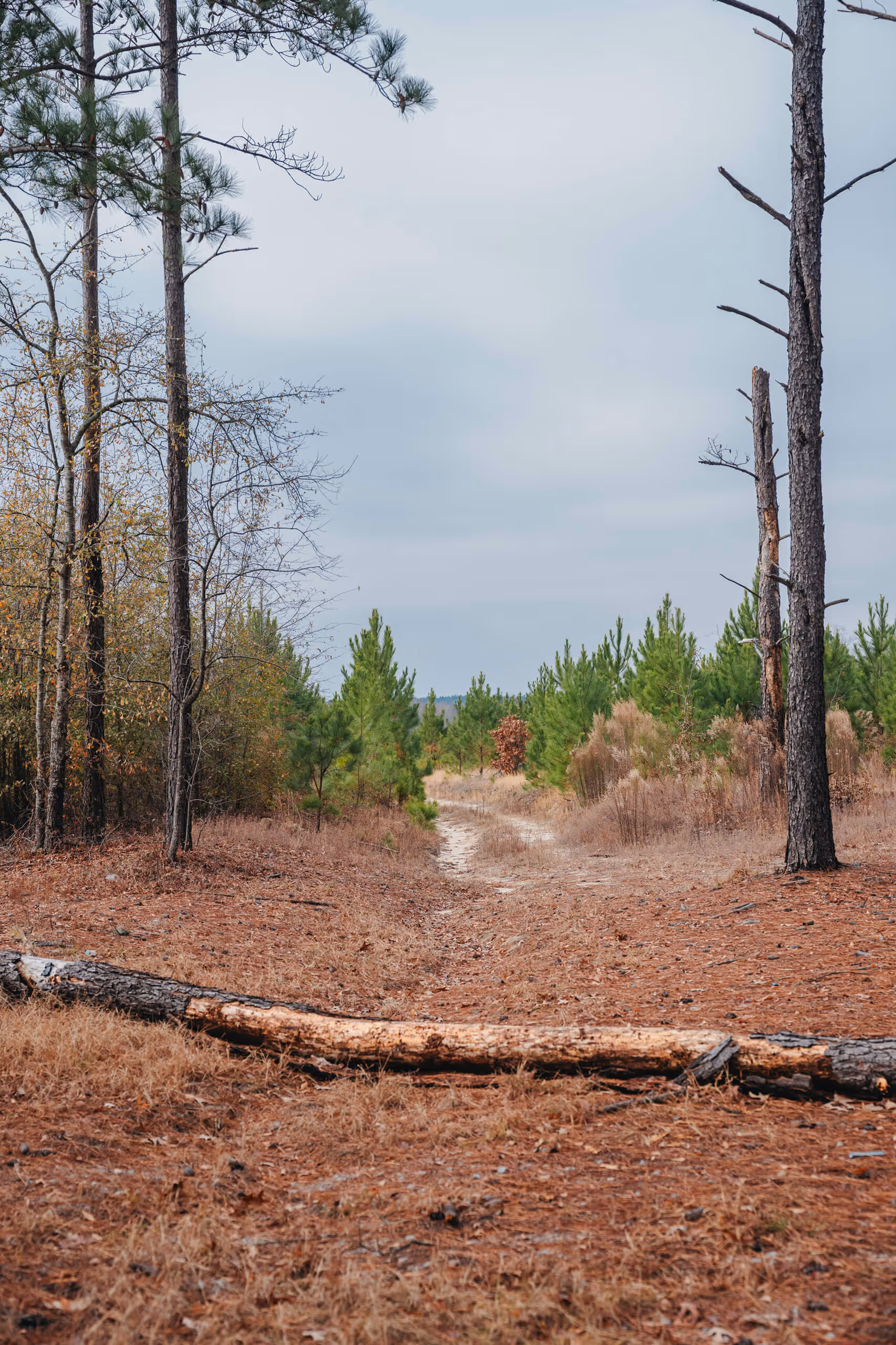 Sandy dirt path through young pine trees and dry grass under an overcast sky.