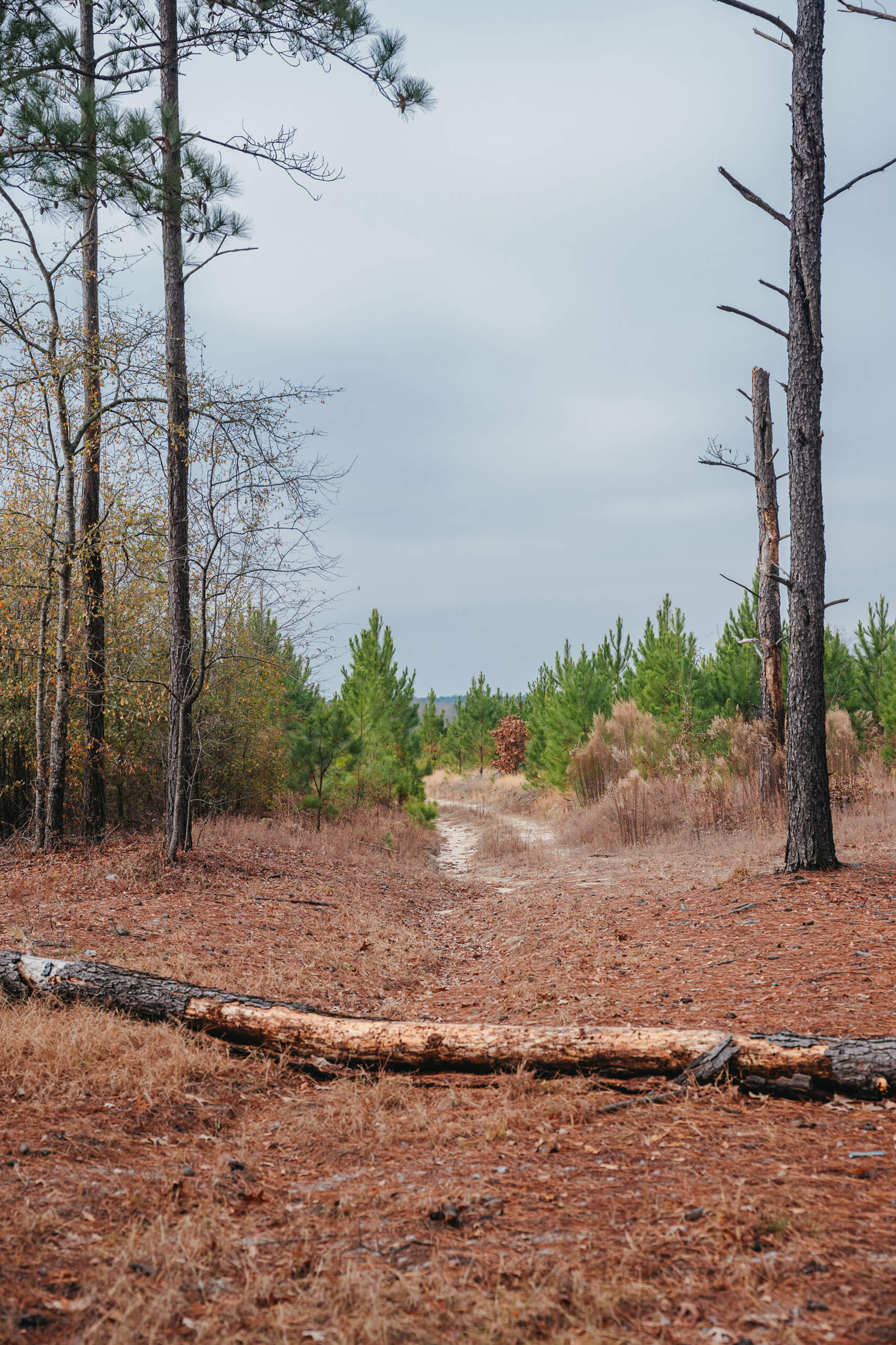 Sandy dirt path through young pine trees and dry grass under an overcast sky.