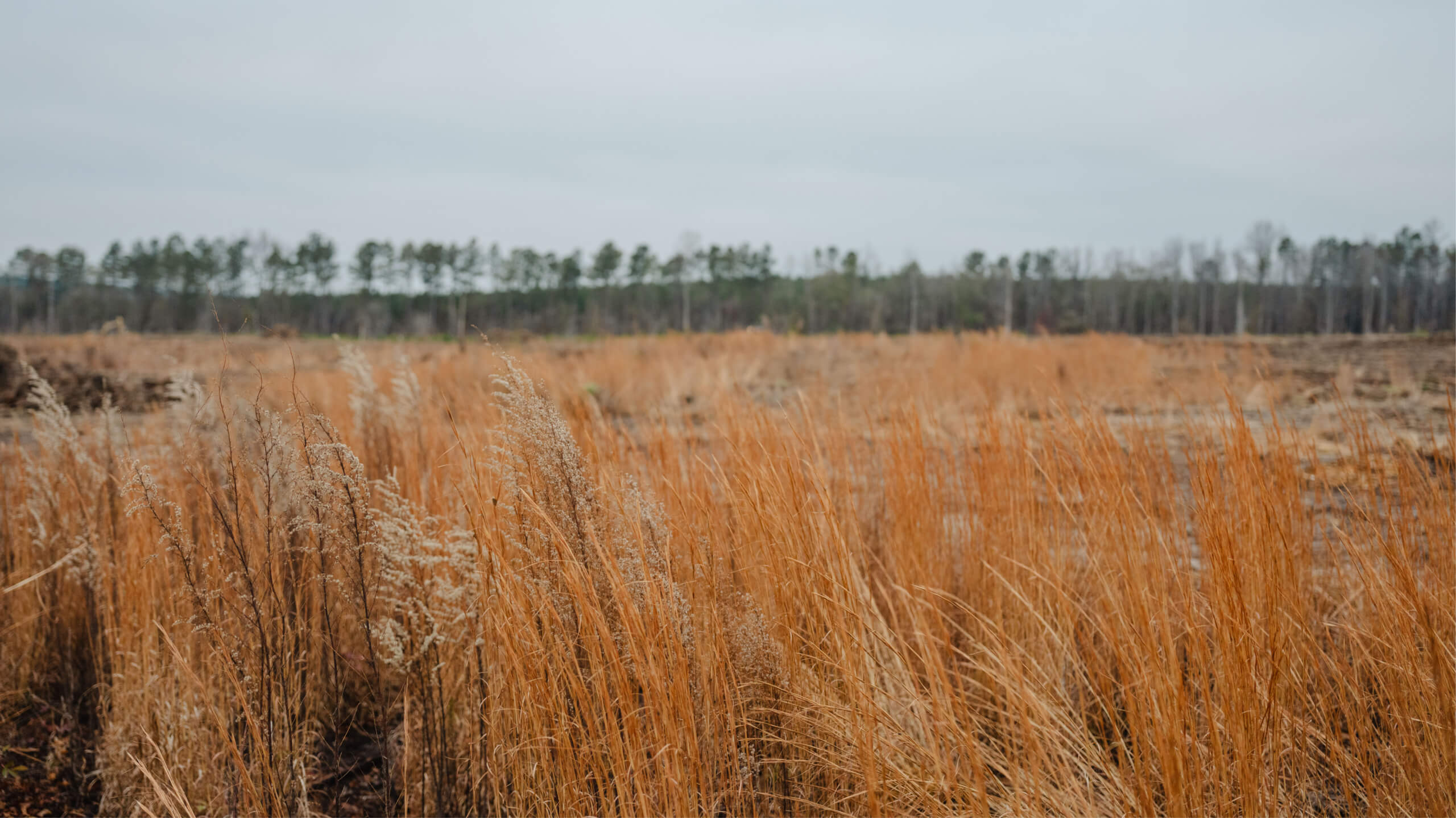 Field of tall dry golden grasses with a distant tree line under a cloudy sky.