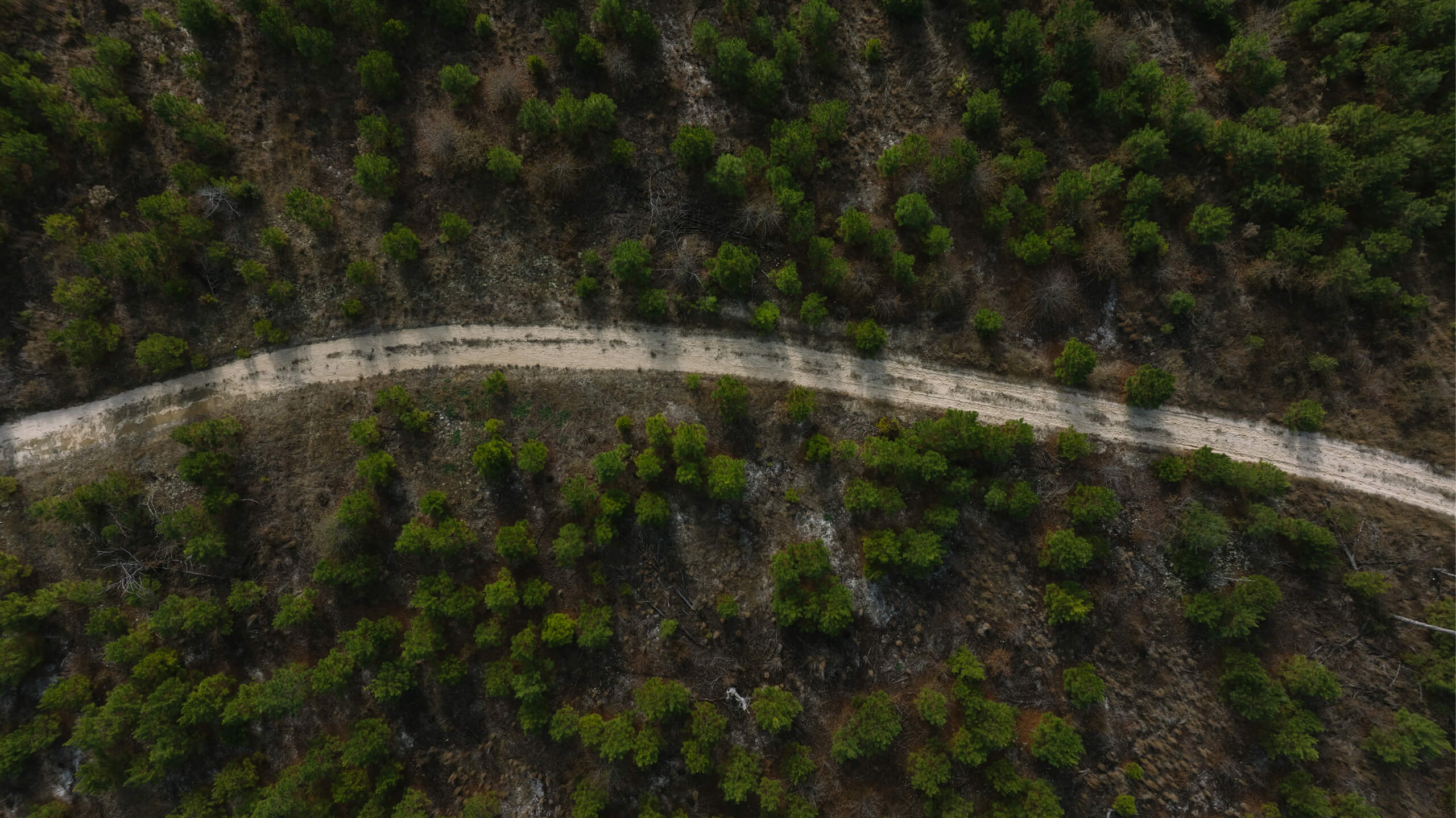 Aerial view of a dirt road winding through a sparse forest with green trees casting long shadows.