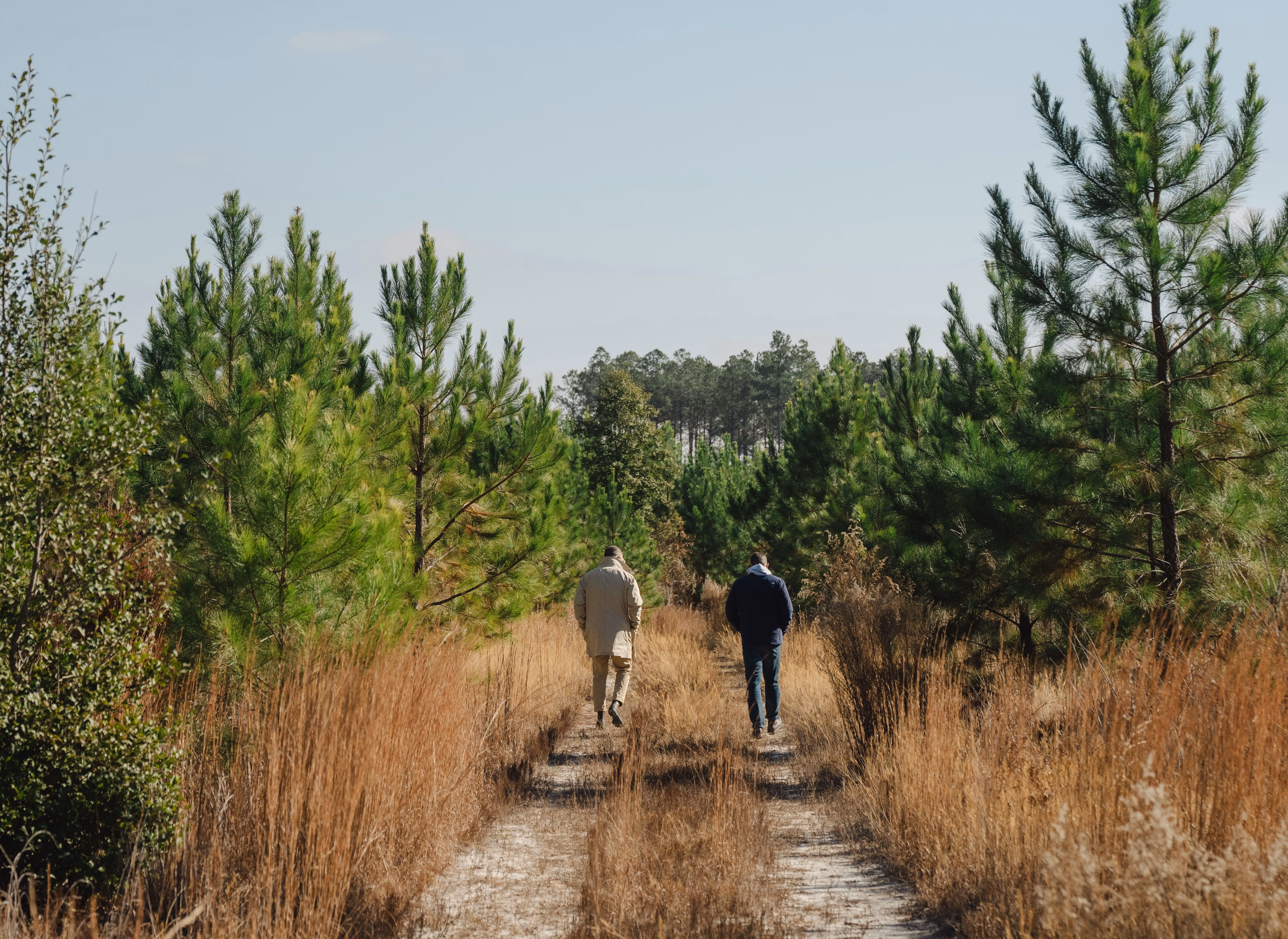 Aerial view of a dirt path winding through a dense pine forest with patches of leafless trees and underbrush.