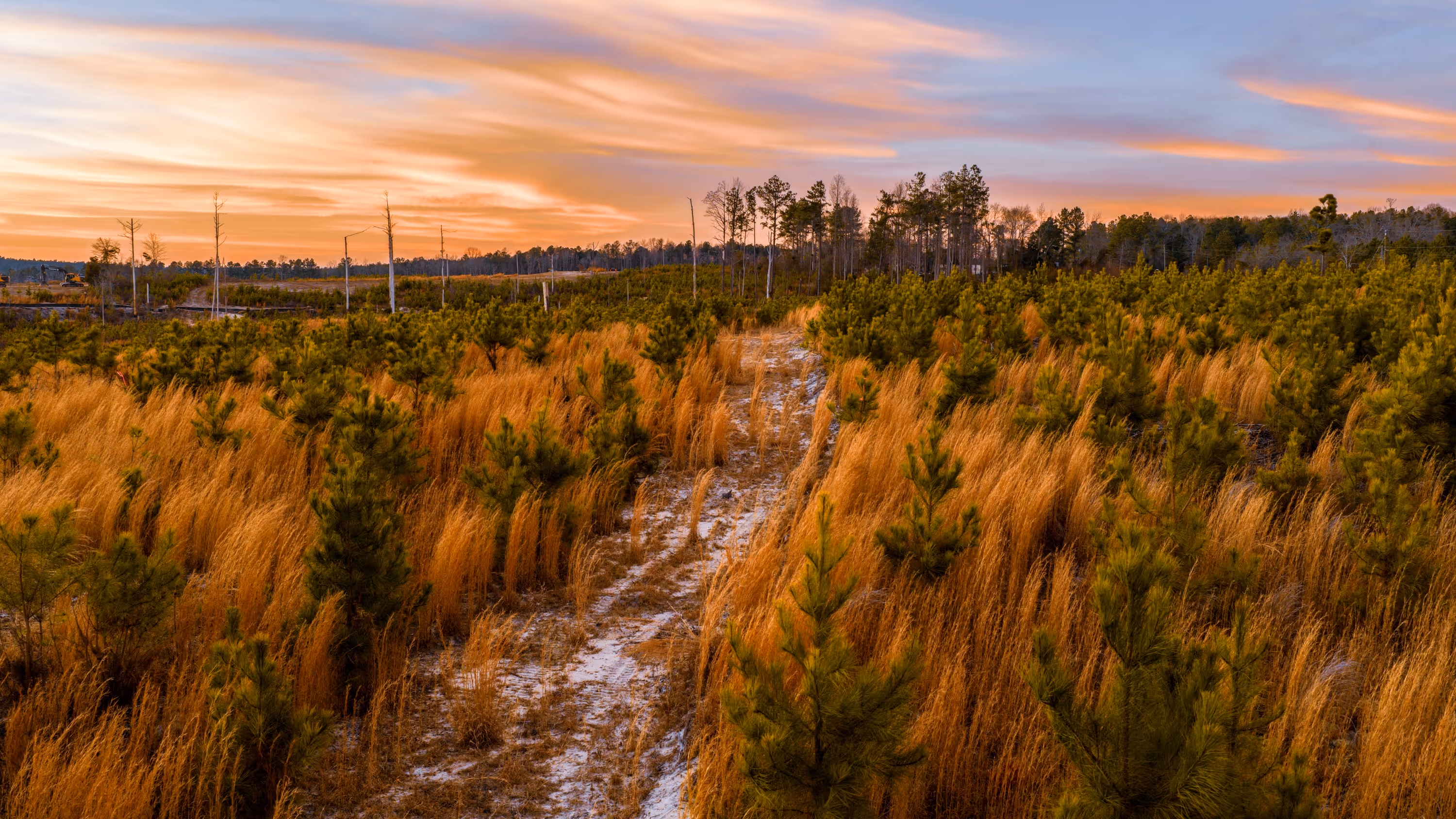Field of tall dry golden grasses with a distant tree line under a cloudy sky.