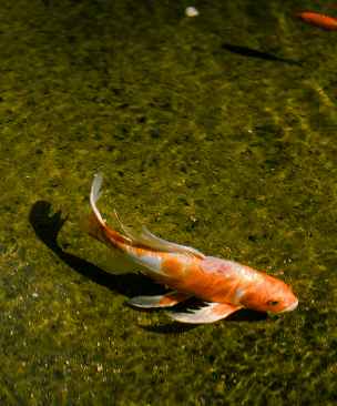 Orange and white koi fish swimming in clear water with a sandy bottom.
