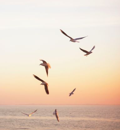 Seven seagulls flying over calm ocean waters at sunset with a pastel-colored sky.