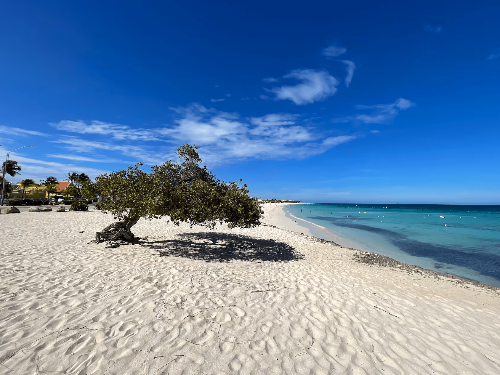 Beach with white sand and a lone divi divi tree leaning towards the sea under a blue sky with scattered clouds.