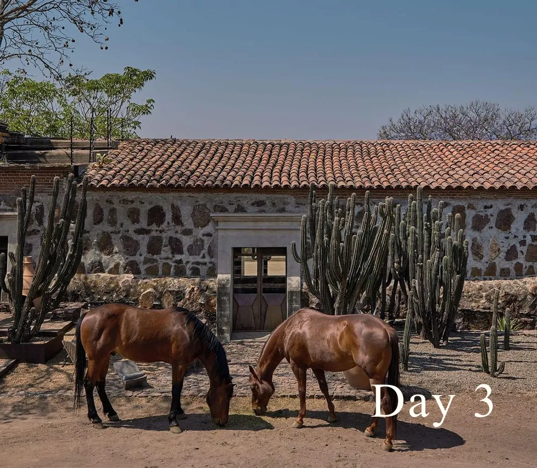 Two brown horses grazing in front of a stone building with a tiled roof and tall cacti under a clear sky.