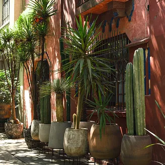 Row of different potted cacti and succulents along a sunlit exterior wall with iron-barred window.