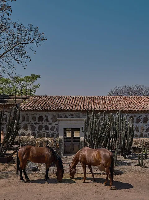 Two brown horses standing and eating near a stone building with a tiled roof and tall cacti under a clear blue sky.