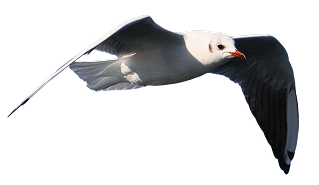 Black-headed gull flying with wings spread against a transparent background.