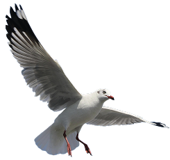 Black-headed gull in flight with wings spread against a transparent background.