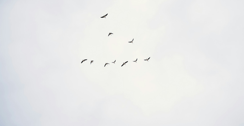 Flock of birds flying in a V formation against a pale, cloudy sky.