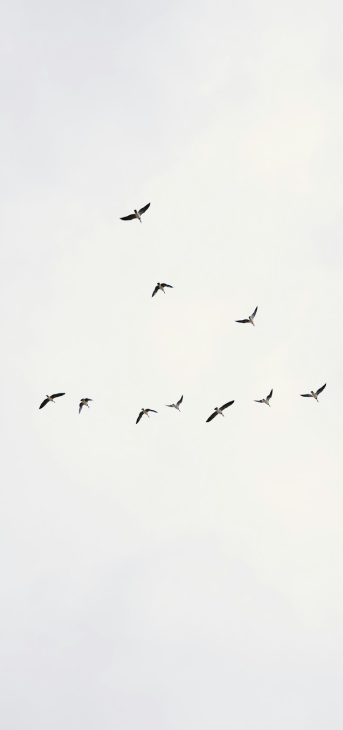 Ten birds flying scattered in a pale, cloudy sky.