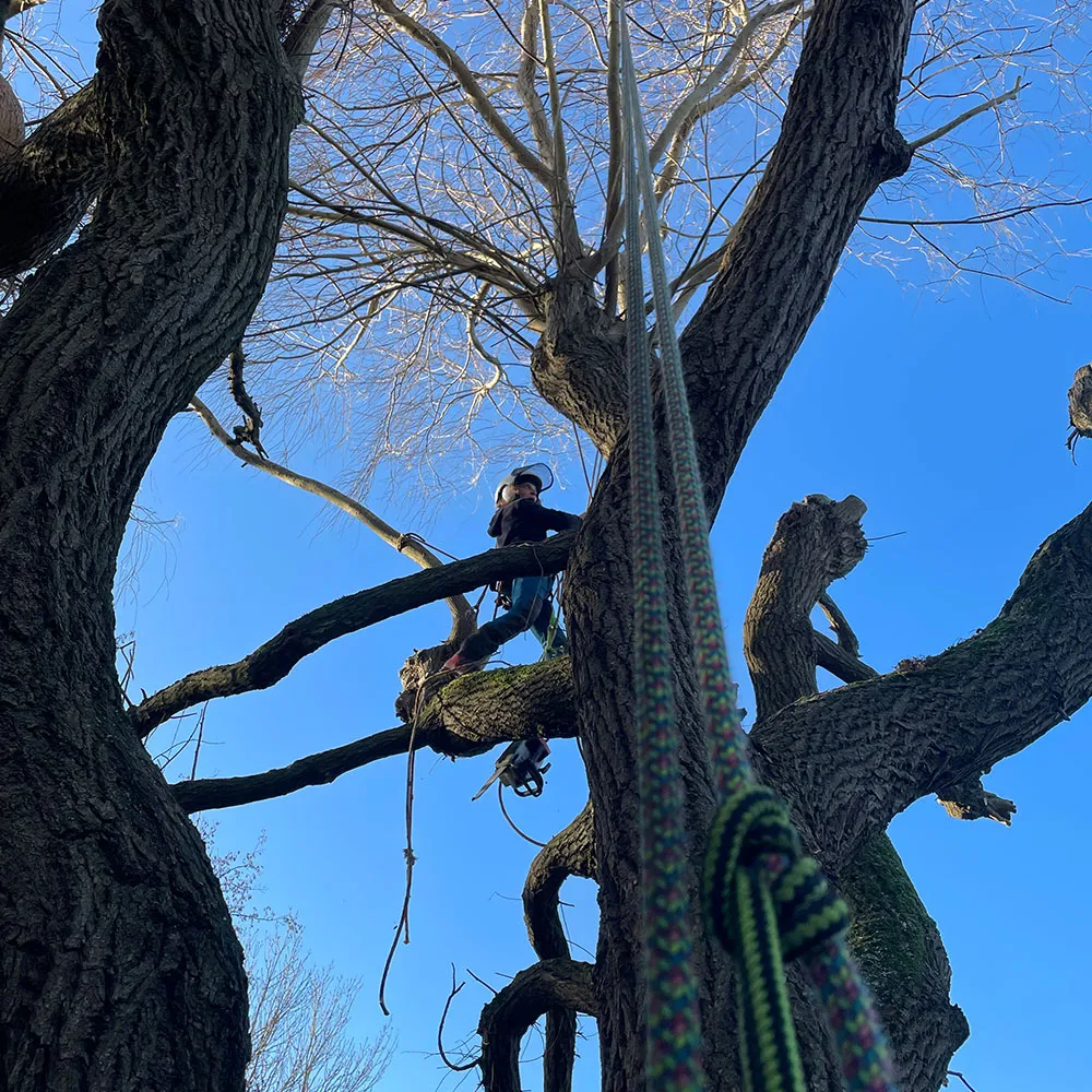 Team members from Branching Out Arboriculture viewed from below ascending a tree