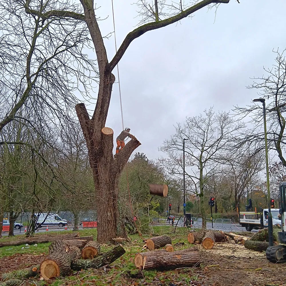 A wide shot of a tree being worked on next to a road