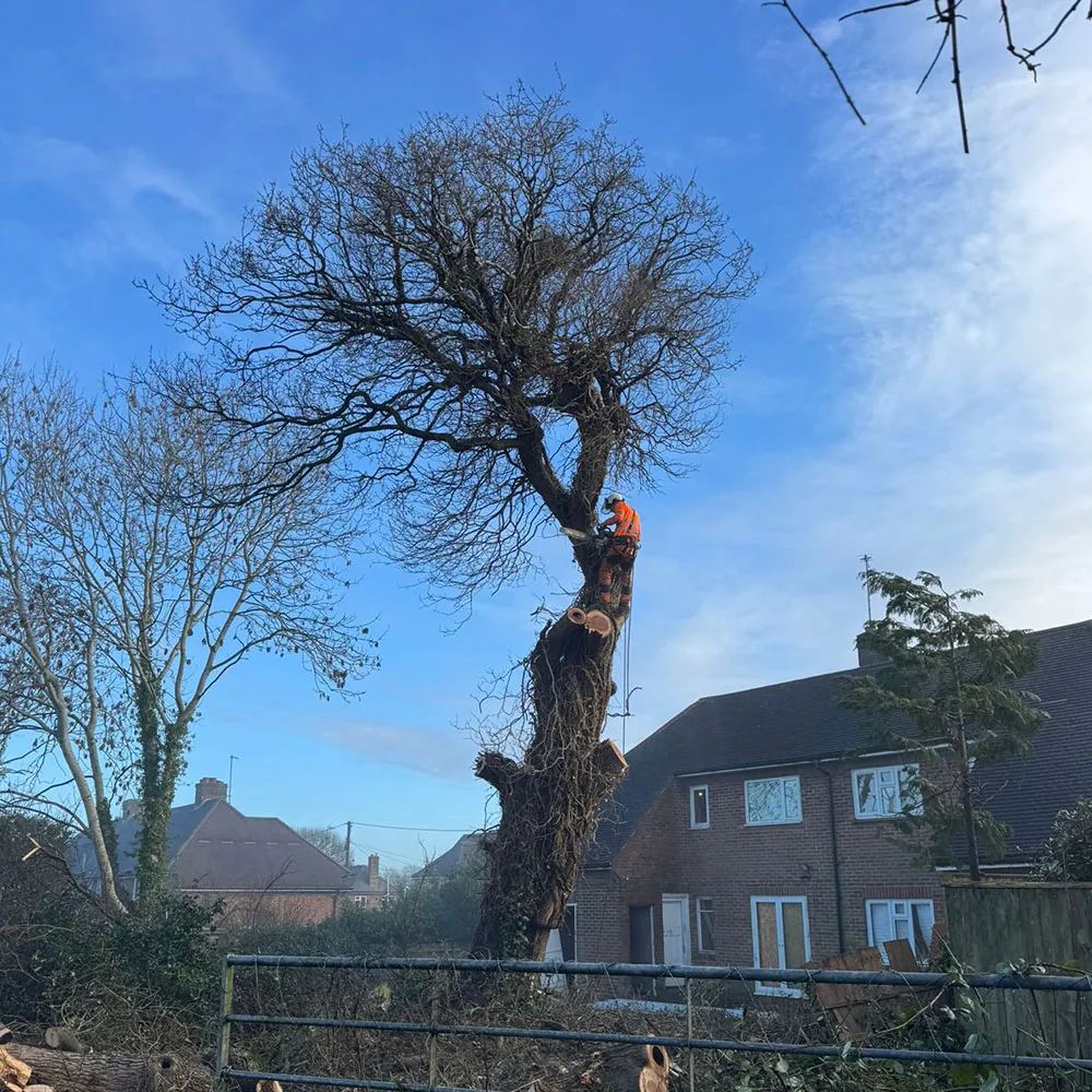Team members from Branching Out Arboriculture felling the top section of a tree