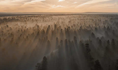 Aerial view of a pine forest shrouded in thick morning mist, with golden sunlight streaming down through the trees.