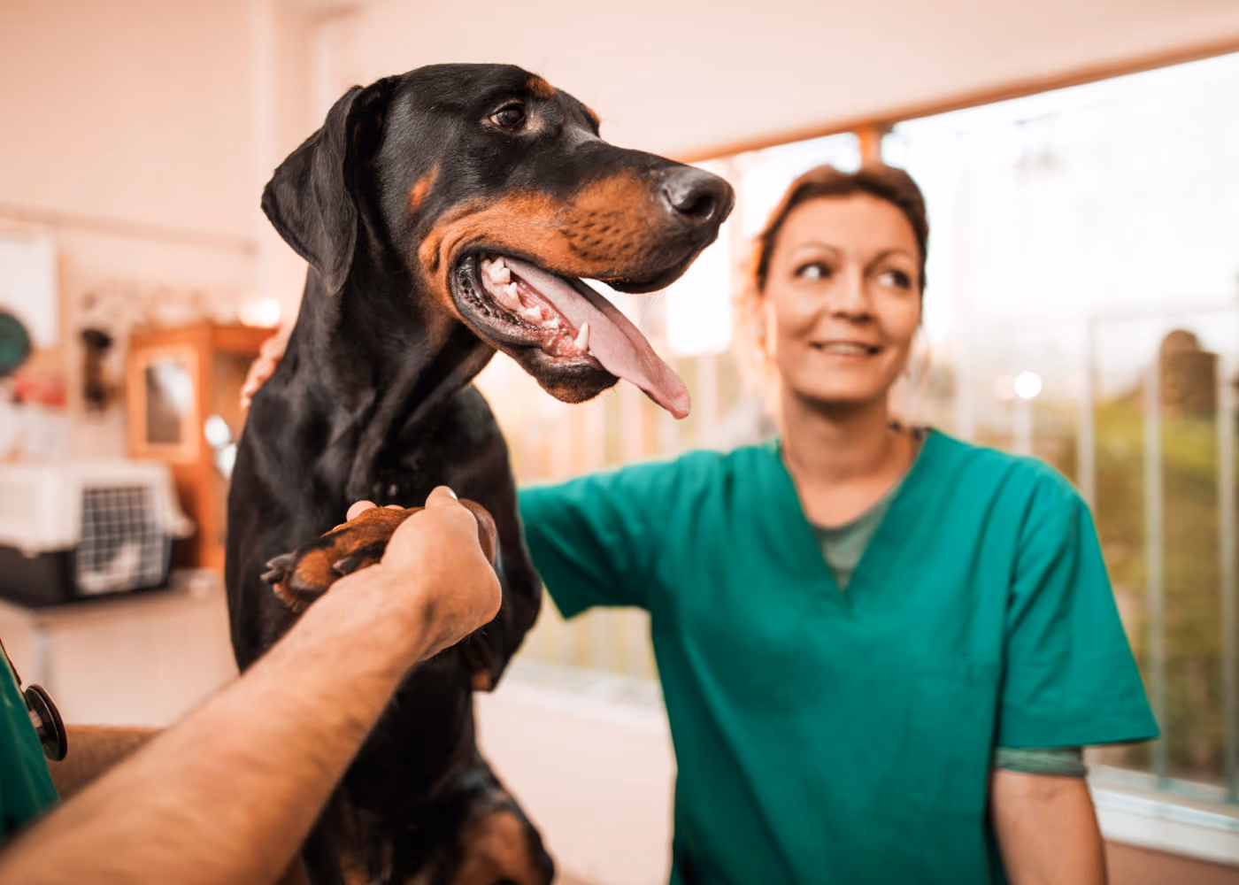Veterinarian in green scrubs holding a Doberman dog's paw inside a clinic.
