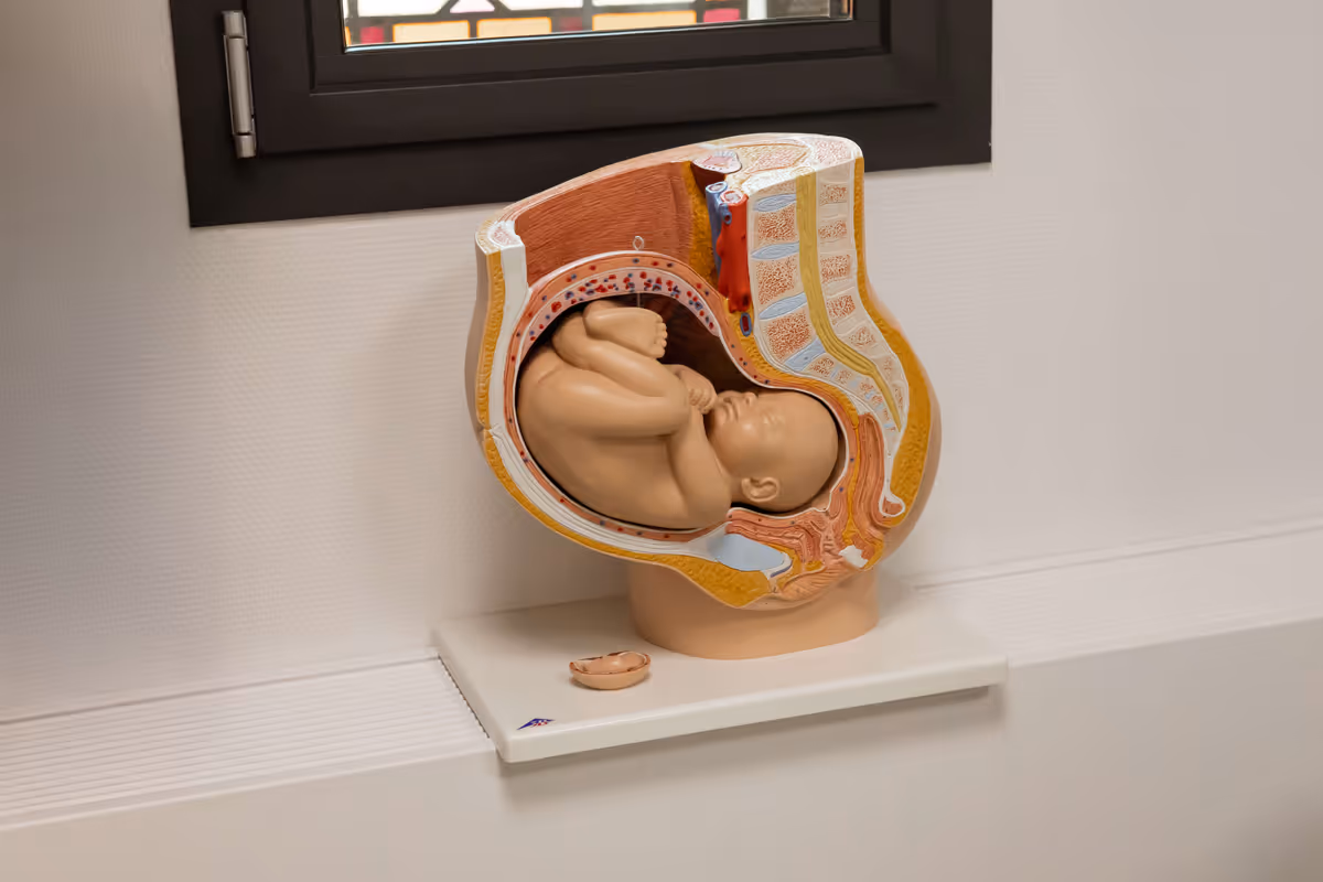 Model van een zwangere baarmoeder met een foetus in geboortepositie, geplaatst op een witte plank naast een gestreepte handdoek en een vaas.