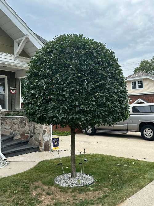 An image of a tree trimmed.
