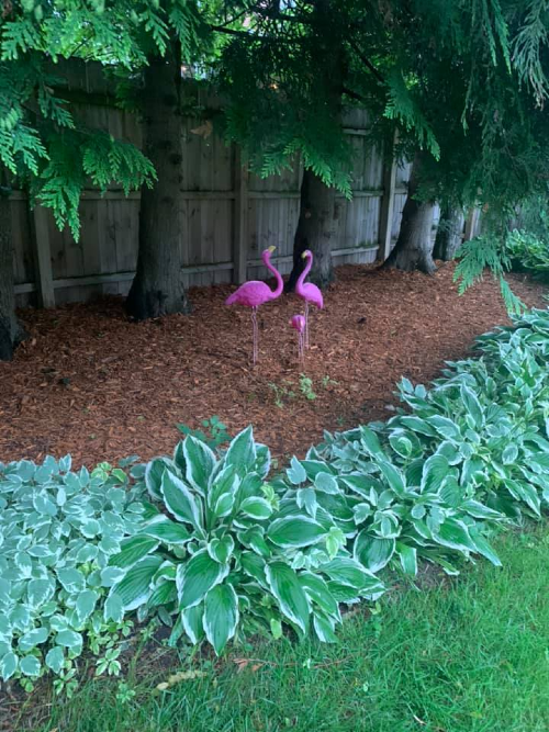 Flamingo's in a garden