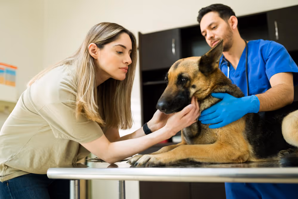 A woman and a veterinarian examine a German Shepherd lying on a table.