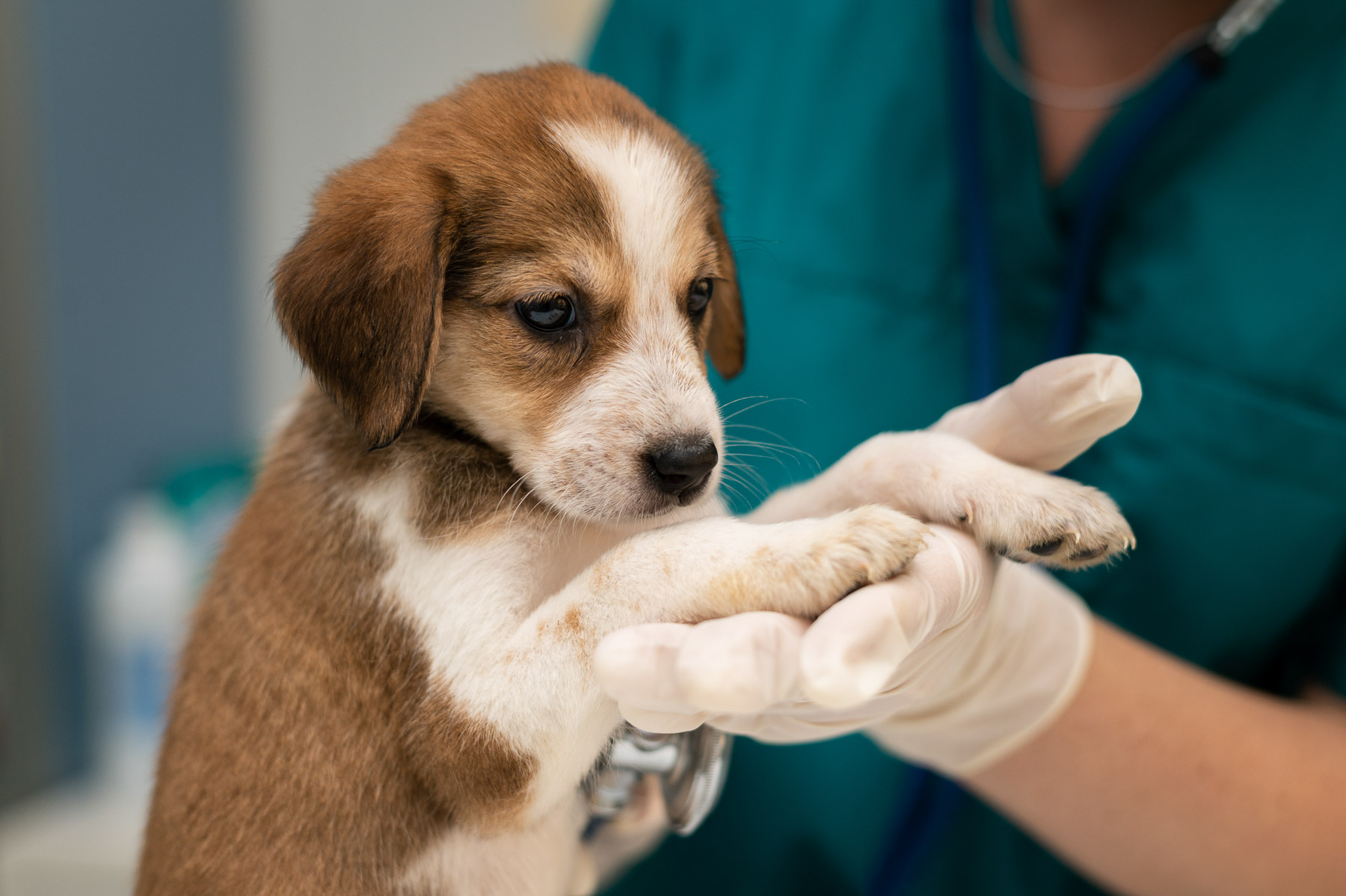 Veterinary professional examining a puppy's paw